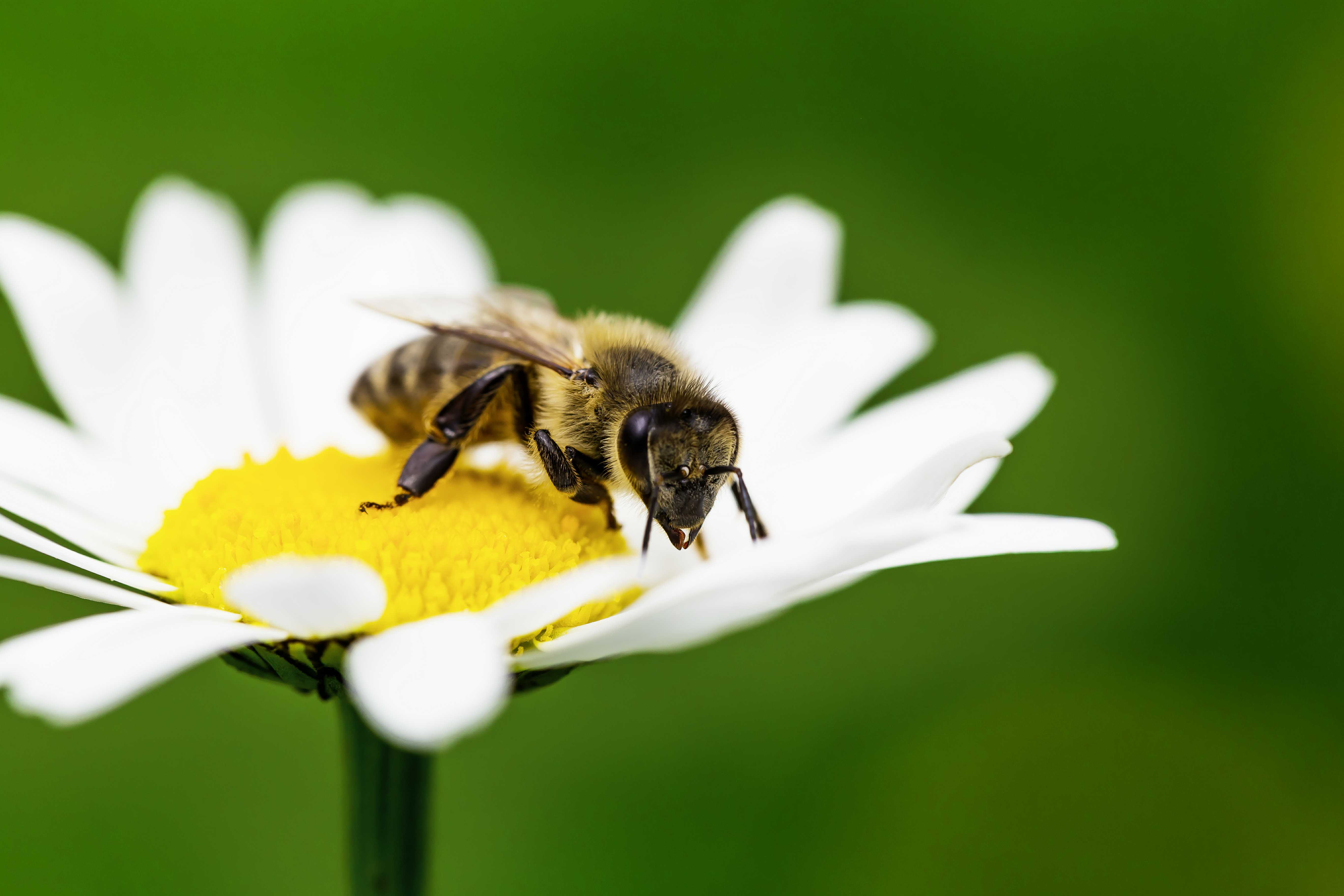 Ebern Designs Bee Collects Honey by Sivivolk Wrapped Canvas