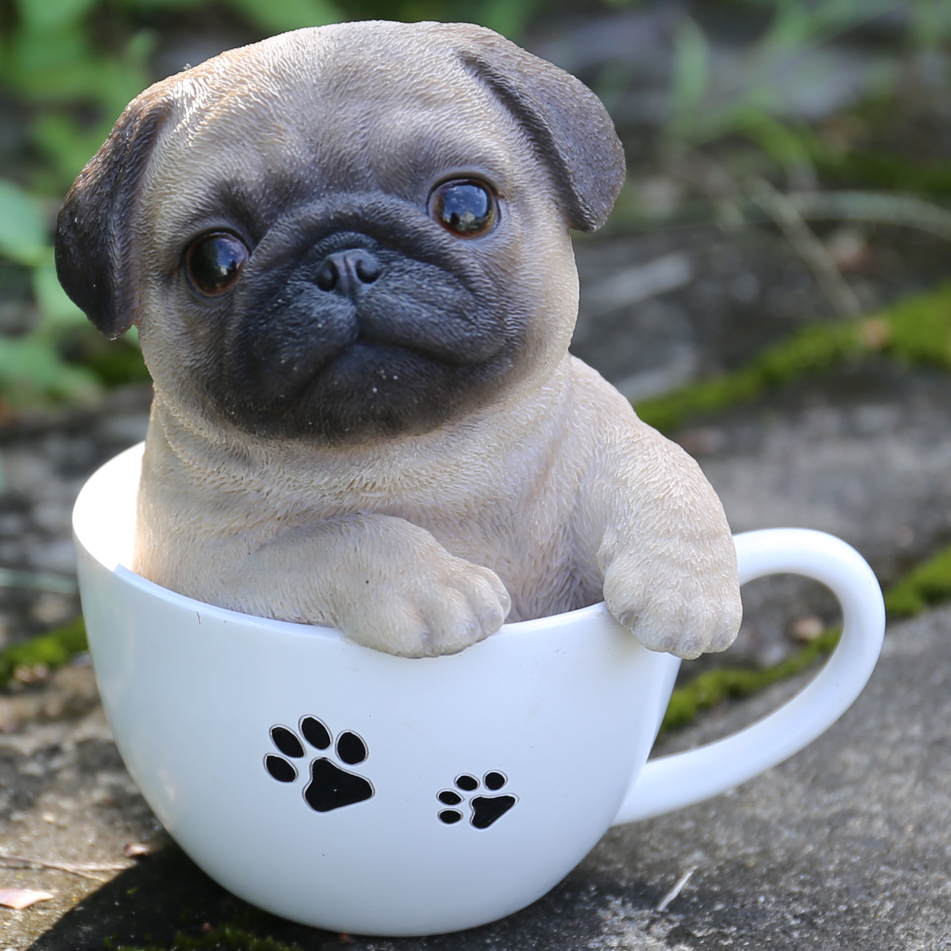 pug puppies playing