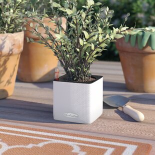 Cube Herb Self-Watering Plant Pot By Lechuza
