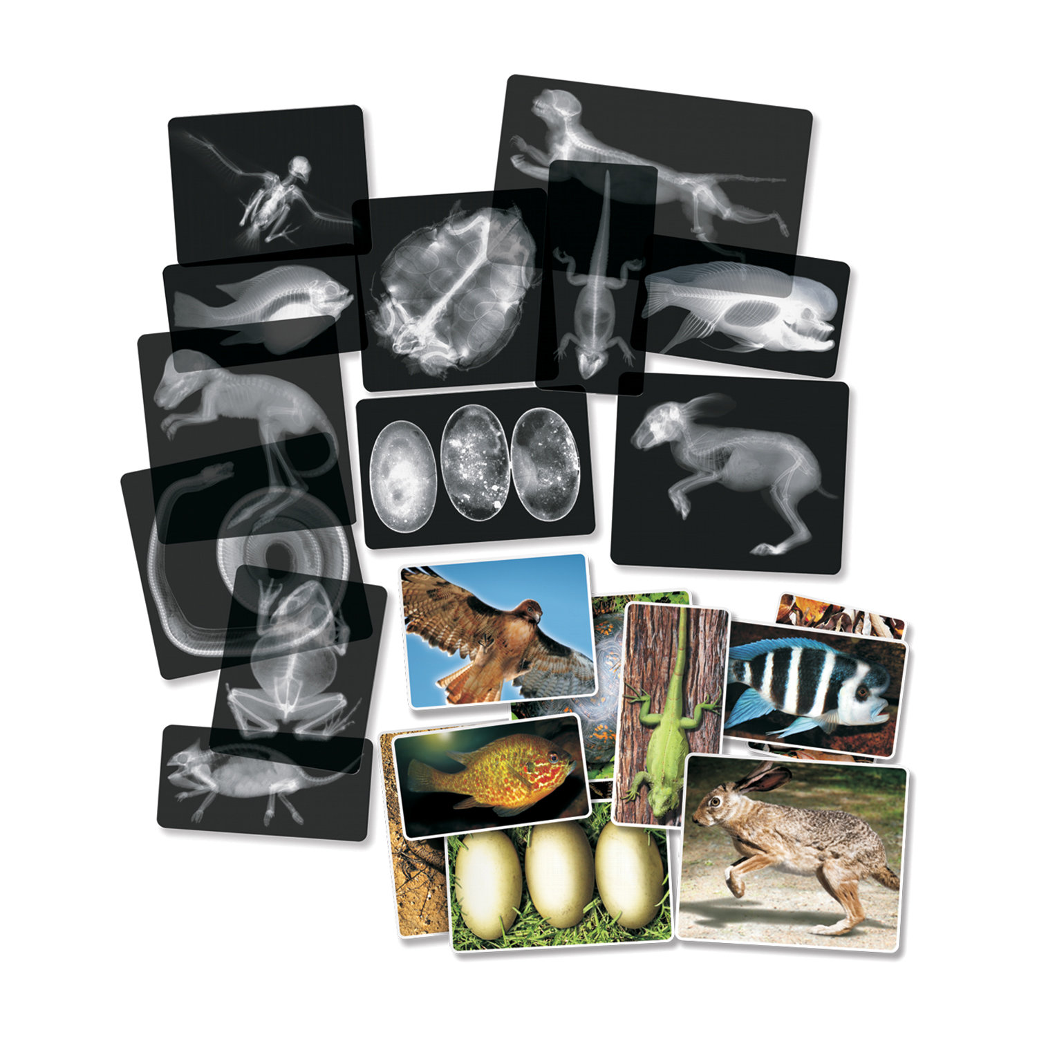Roylco Inc Animal X Rays Educational Tool Wayfair