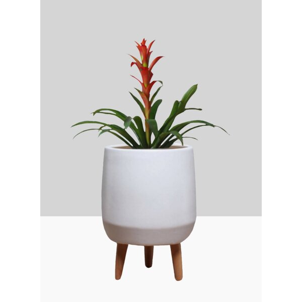 120 X 13cm Plant Pots 15 X Carry Tray Combo Plastic Flower Pot Terracotta 