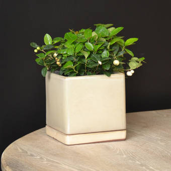 August Grove Danyel Iron Tin Pot Planter Wayfair