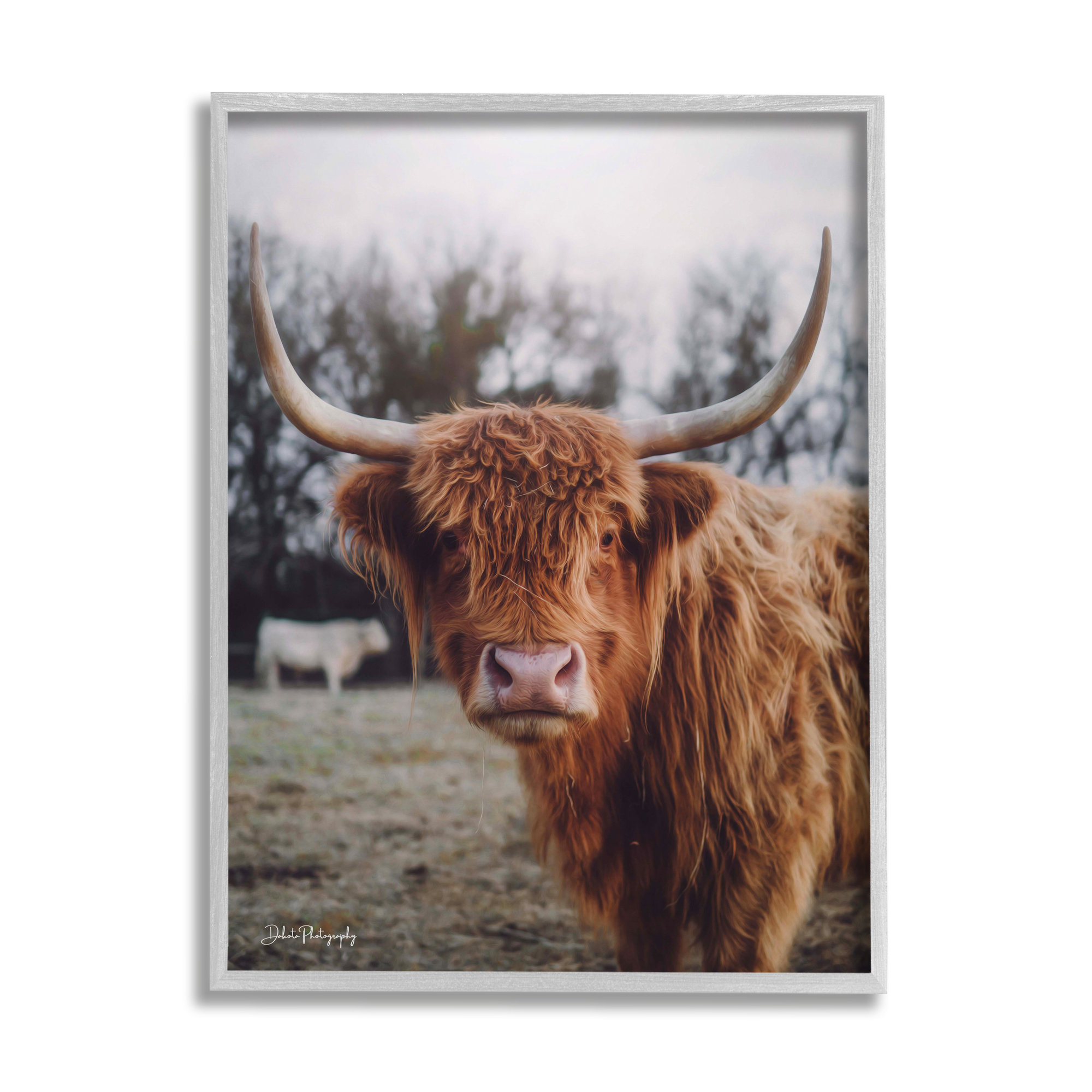 Stupell Industries Highland Cattle Cow Gazing Warm Sunny Portrait by ...