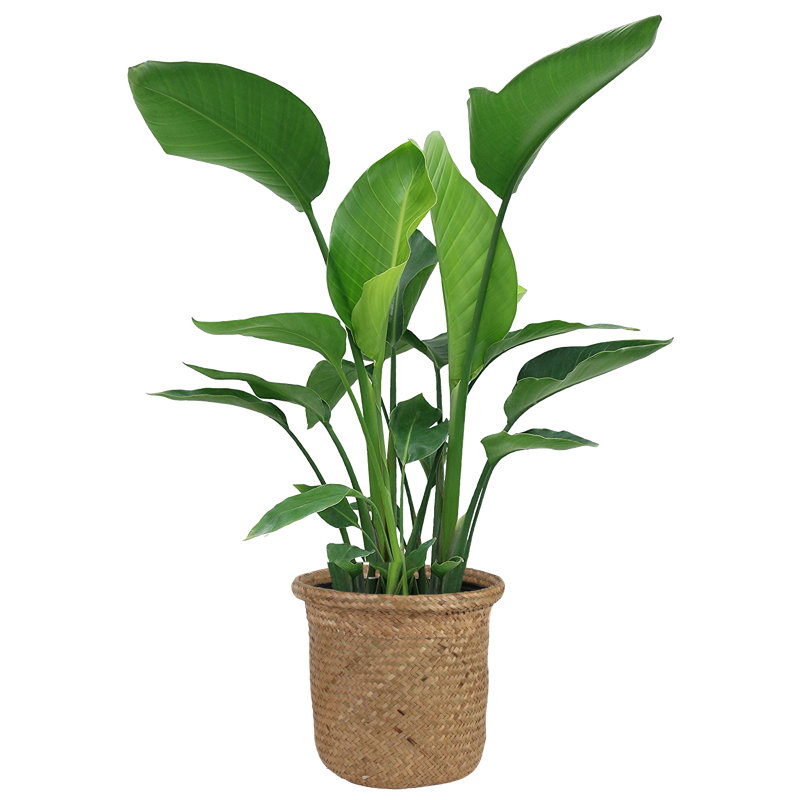 28 Live Flowering Plant In Basket Reviews Allmodern