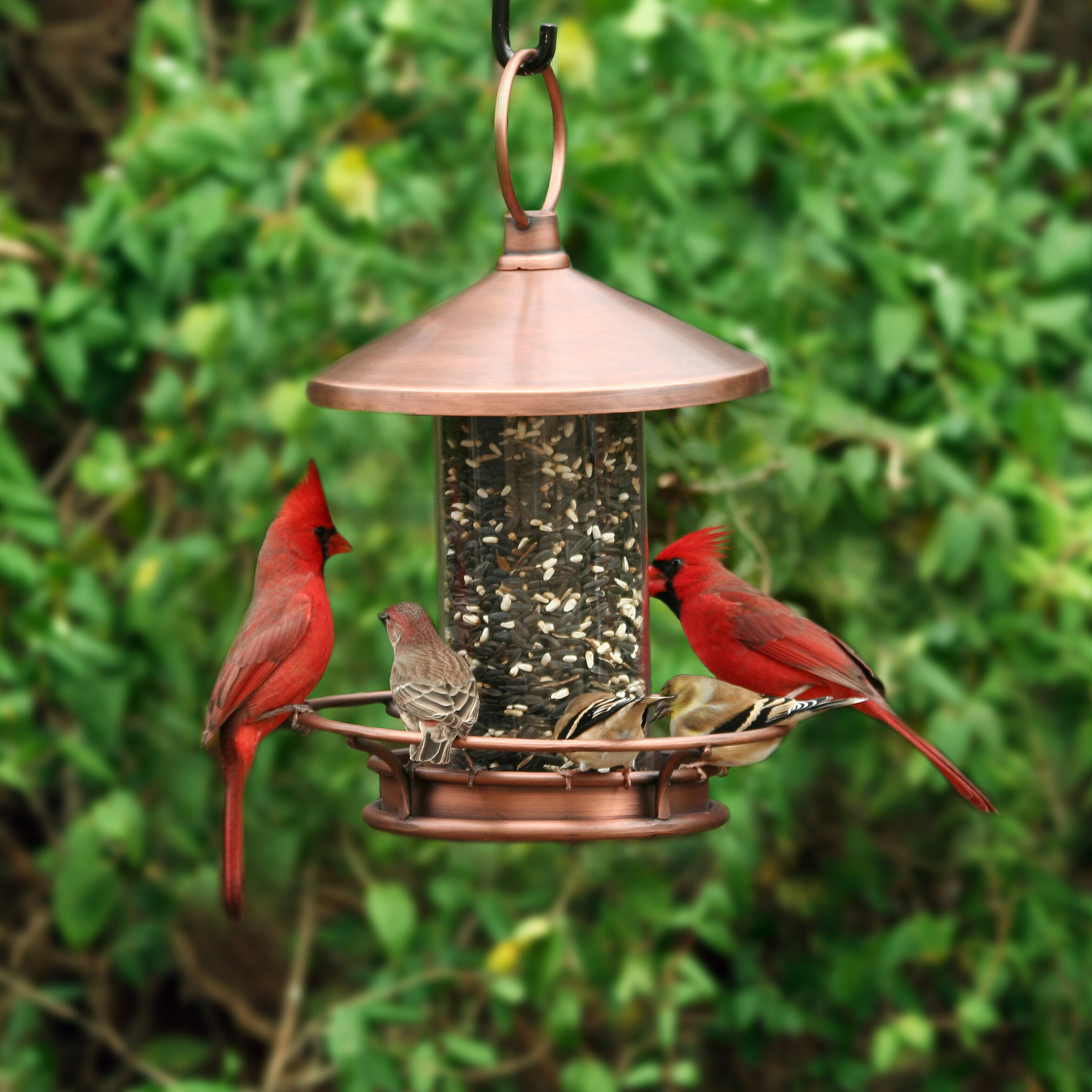 Bird Feeder Classic Tube Hanging Feeders for Finches Bird Seed and Gardens 