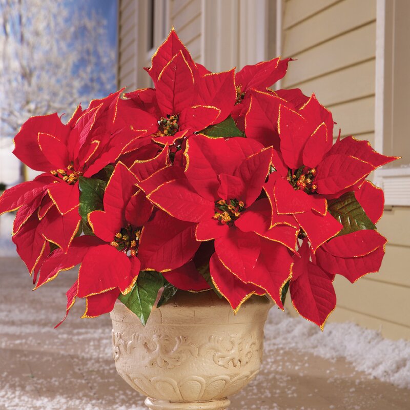 One Allium Way® Glitter Poinsettia Bushes & Reviews | Wayfair