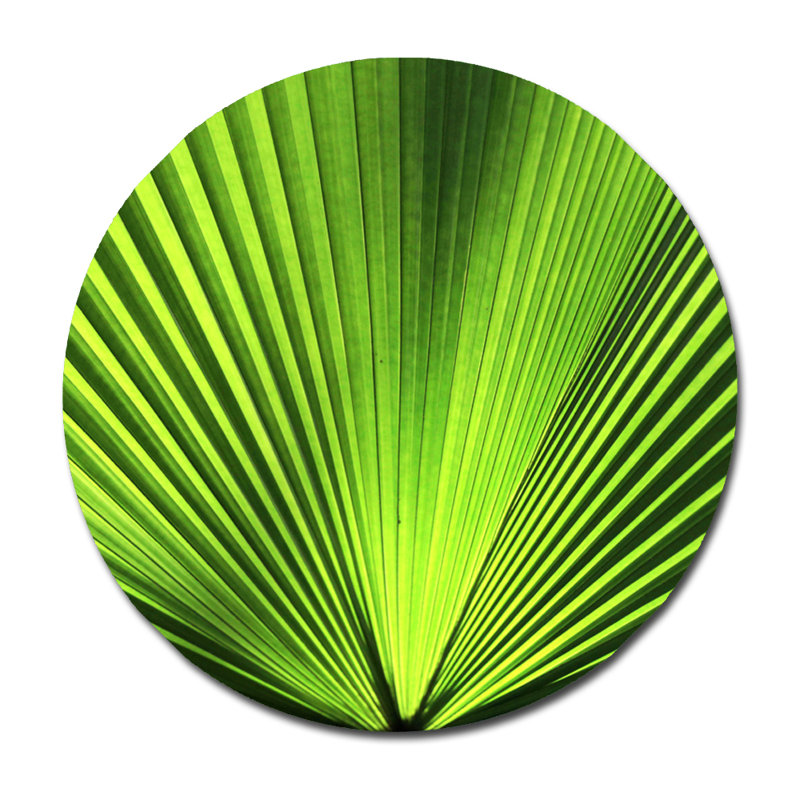 Decorumby Green Palm Frond Graphic Art Print On Acrylic Wayfair