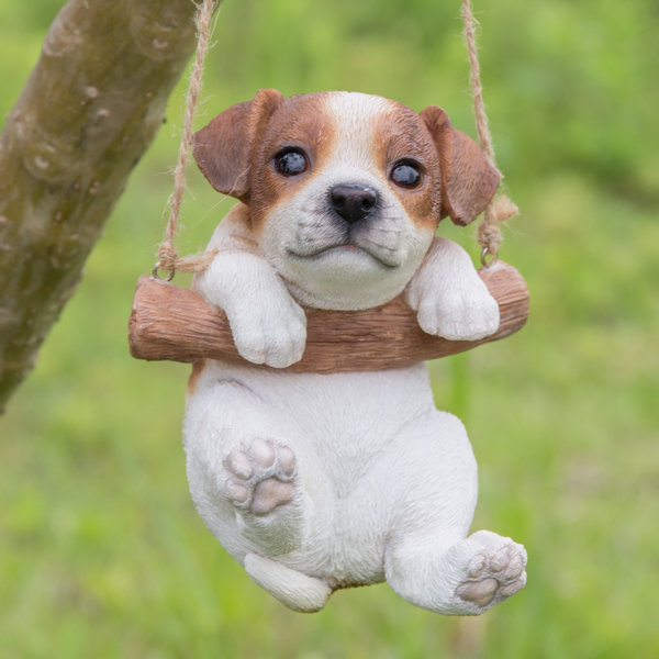 chocolate jack russell puppies for sale