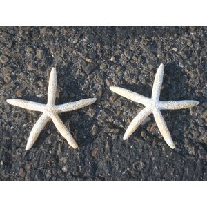 Decorative Polyresin Starfish Figurine (Set of 12)