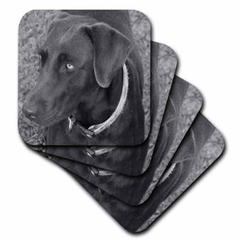3dRose Black Kitten on The Back of The Couch-Ceramic Tile Coasters CST/_22416/_3 Set of 4