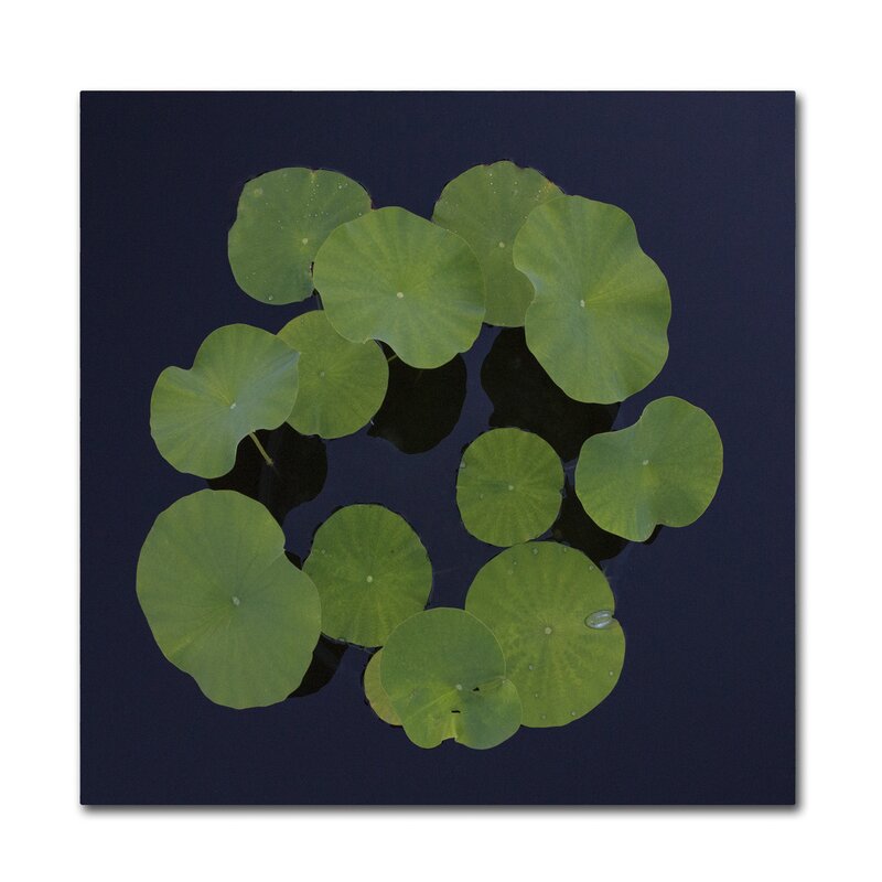 Trademark Art Giant Lily Pad Abstract By Kurt Shaffer Photographic Print On Wrapped Canvas Wayfair