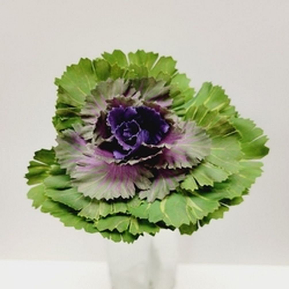 Primrue Cabbage Flower Stem Wayfair
