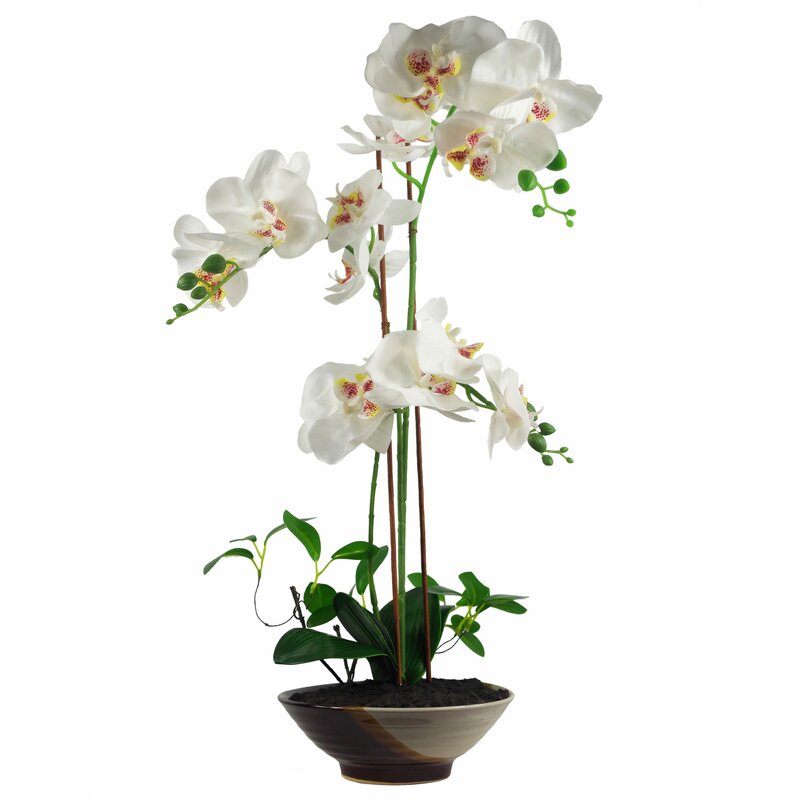 The Seasonal Aisle Orchid Centerpiece in Planter & Reviews | Wayfair.co.uk