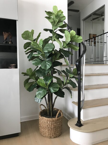 Bayou Breeze Fiddle Leaf Fig Tree with Basket | Birch Lane