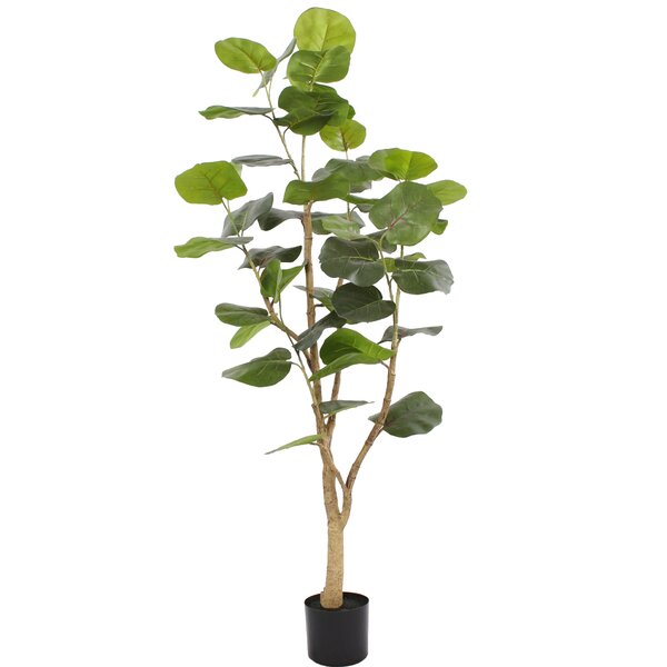 Sea Grape Tree Wayfair