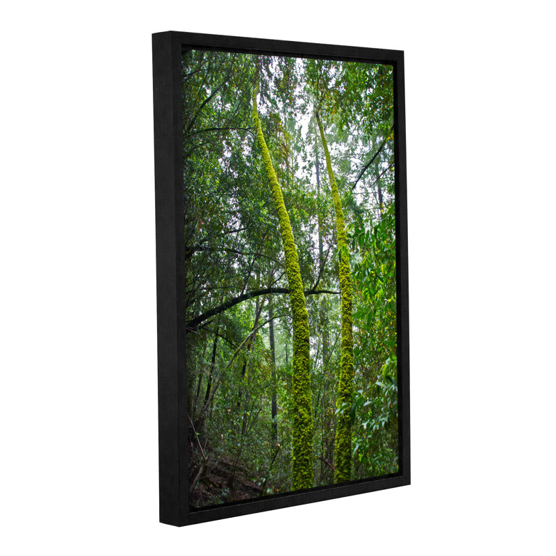 Artwall Green Trees By Dan Wilson Framed Photographic Print On Wrapped Canvas Wayfair