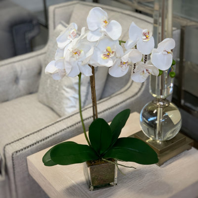 Orchid Arrangement in Square Glass Vase