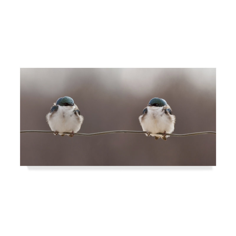 East Urban Home Blue Birds On A Wire Photographic Print On