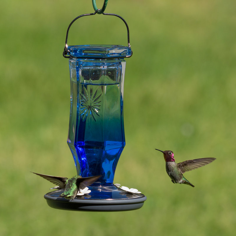 Perky Pet Sapphire Starburst Vintage Hummingbird Feeder Reviews