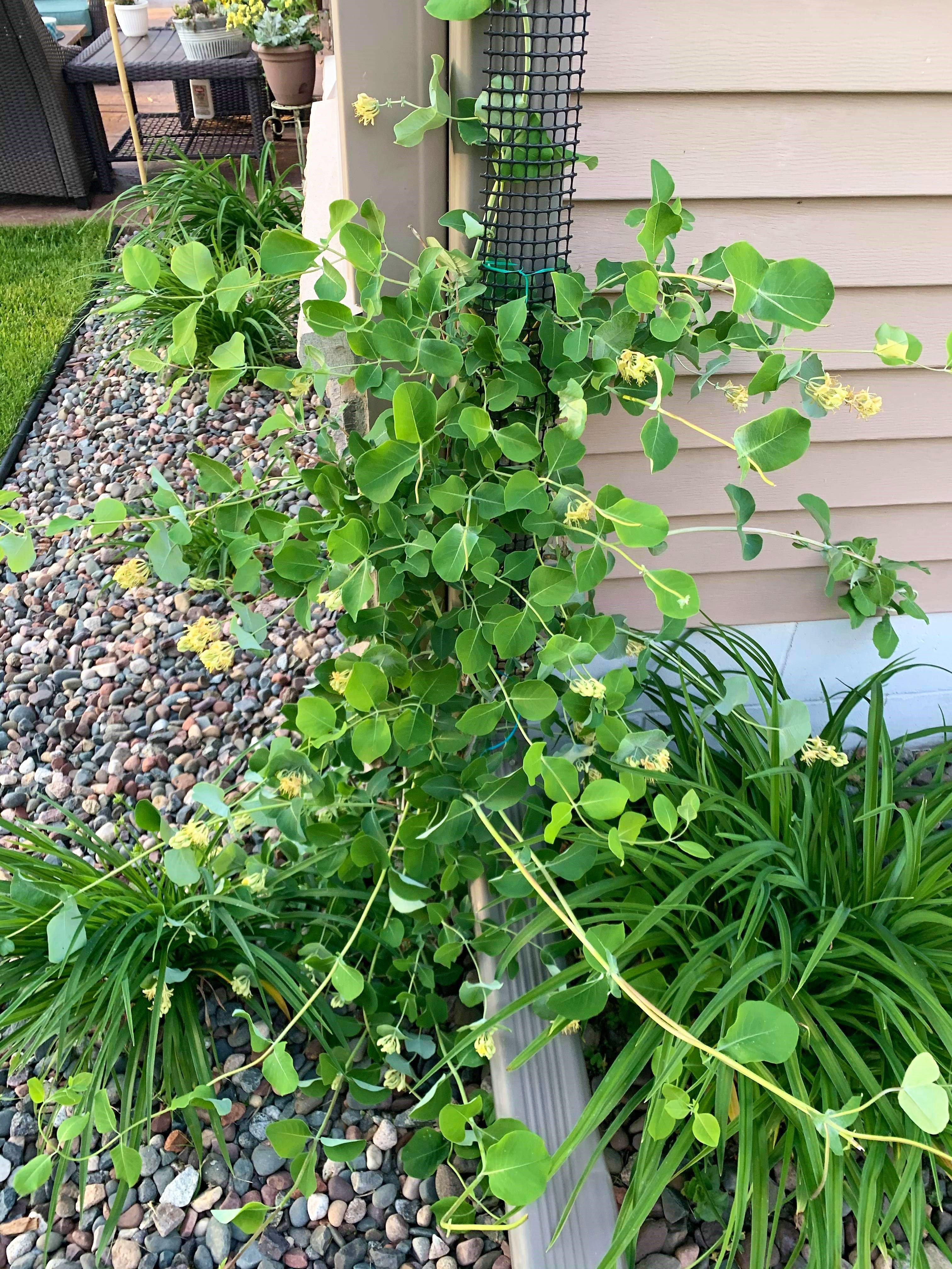 suns patio furniture plymouth ma on Arlmont Co Esquivel 108 H X 4 W Vinyl Lattice Panel Trellis Reviews Wayfair