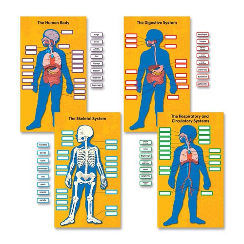 CARSON-DELLOSA PUBLISHING Human Body Bulletin Board Cut Out Set | Wayfair