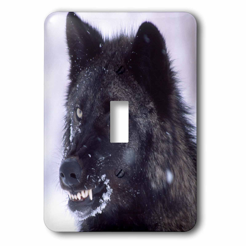 3drose Wolf Canis Lupus 1 Gang Toggle Light Switch Wall Plate Wayfair