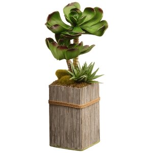 Succulent Plant in Square Pot