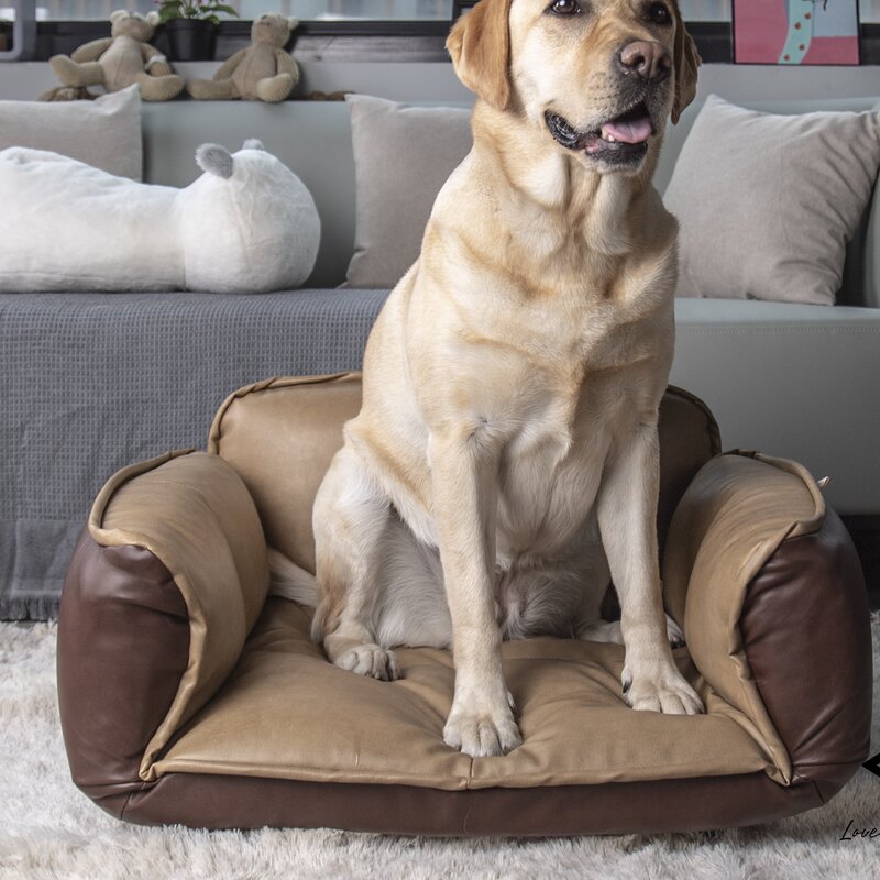 pet dog couch