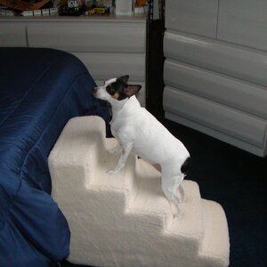 Foam 5 Step Pet Stair