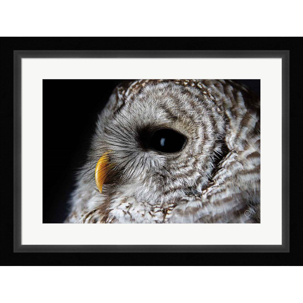 Loon Peak® Barred Owl Portrait by Nathan Larson - Picture Frame ...