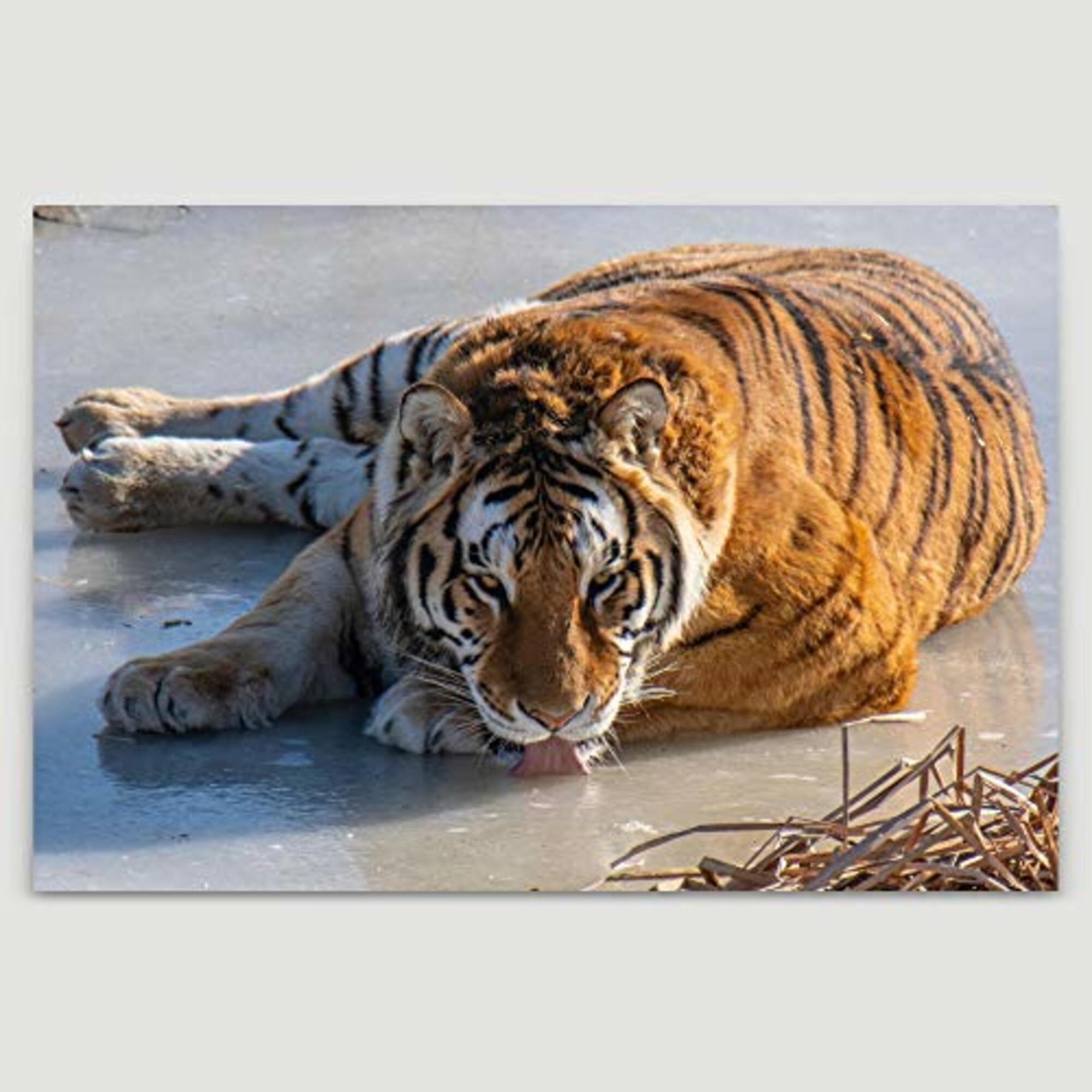 Lampshades Ideal To Match Tiger Wallpaper Tiger Cushions Tiger Duvets & Wall Art 