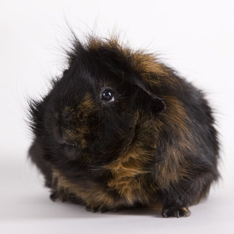 black and tan guinea pig