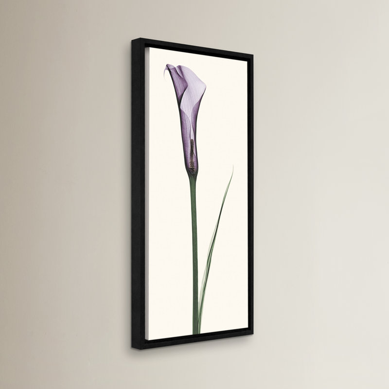 Lark Manor Calla Lily Framed Graphic Art On Wrapped Canvas Reviews Wayfair