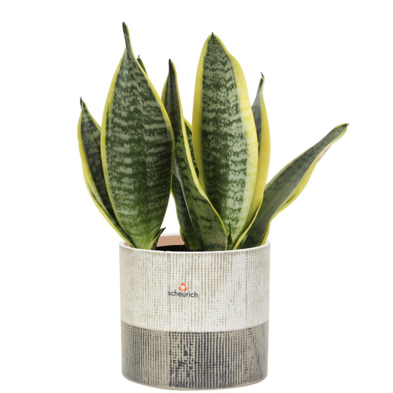 Costa Farms 12'' Live Snake Plant in Planter & Reviews | Wayfair