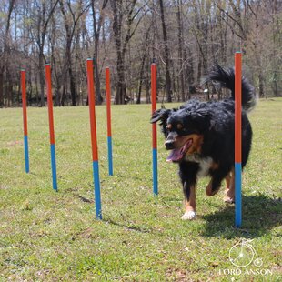 how wide are dog agility jumps