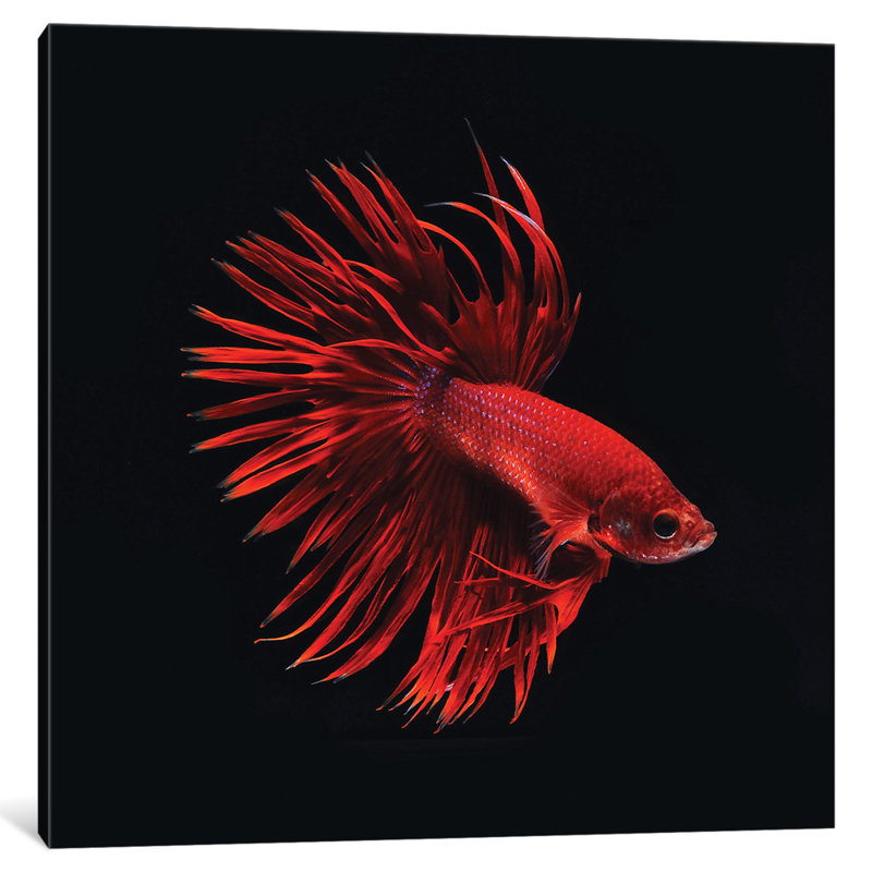 East Urban Home Red Betta Fish Graphic Art Print On Canvas Wayfair