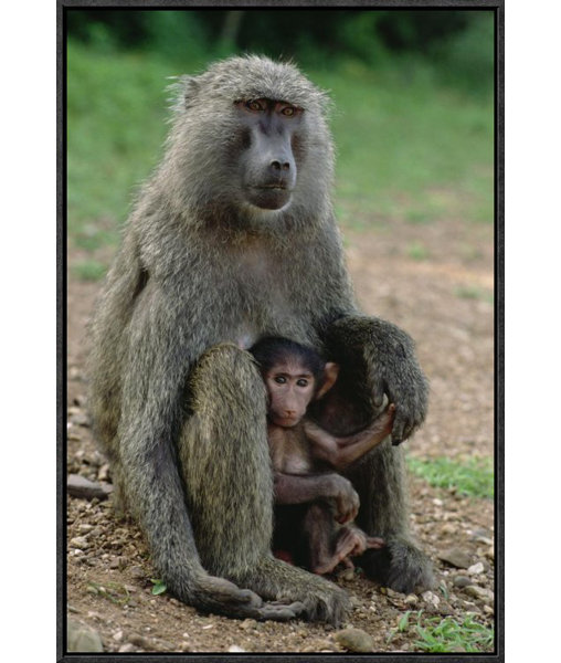 East Urban Home Olive Baboon With Infant Picture Frame Photograph On Canvas Wayfair