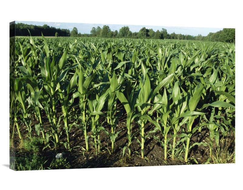 East Urban Home Germany Comprised Of Cultivated Young Plants Maize Field Photographic Print On Wrapped Canvas Wayfair