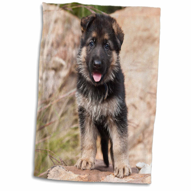 stuff for german shepherds