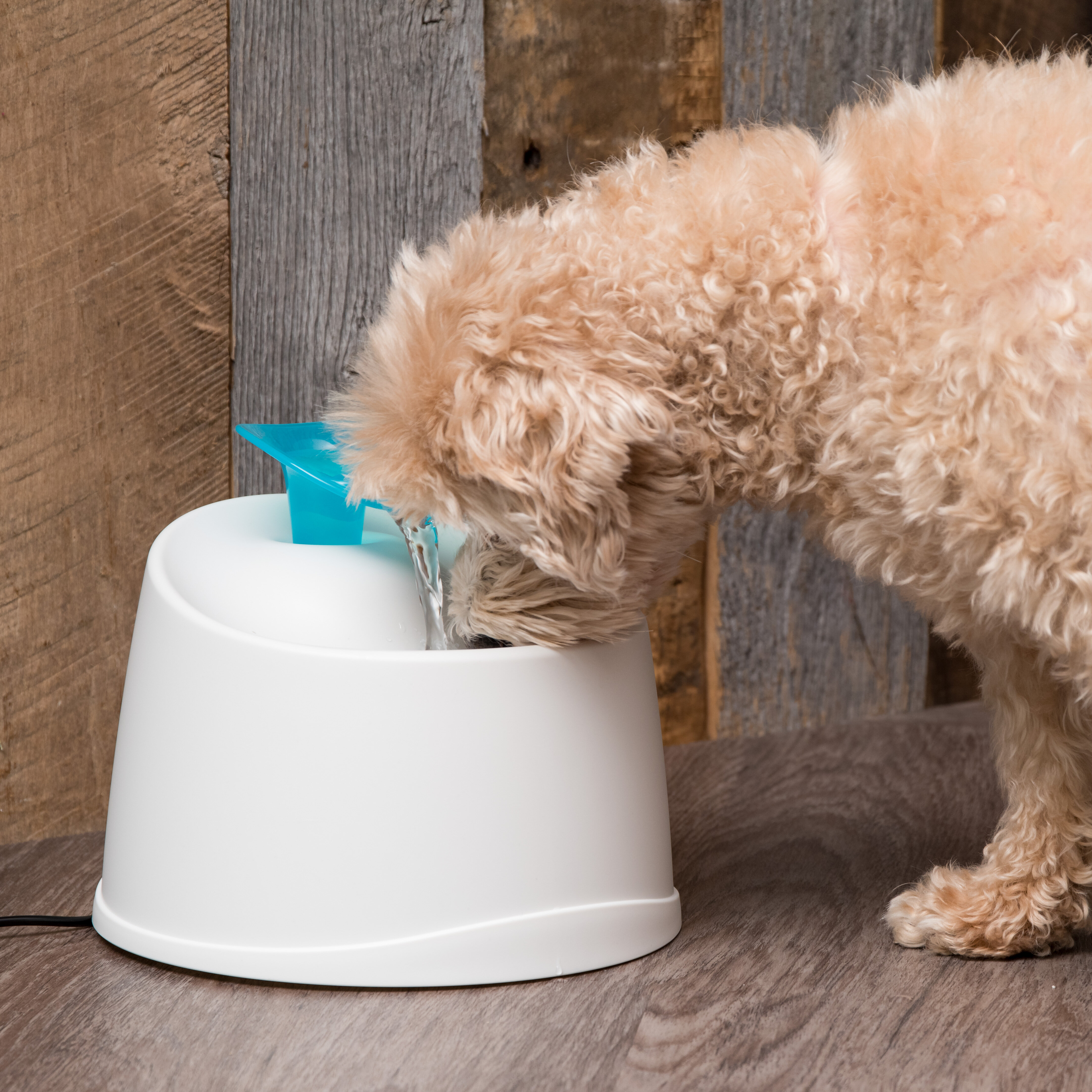 automatic dog water bowl