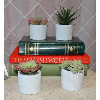 4 Piece Desktop Succulent Plant In Pot Set Reviews Joss Main