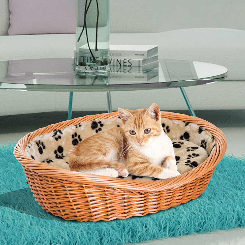 tiny bernedoodle puppies for sale