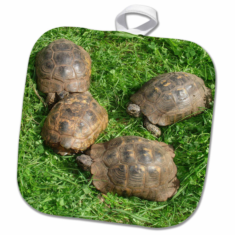 ibera tortoise