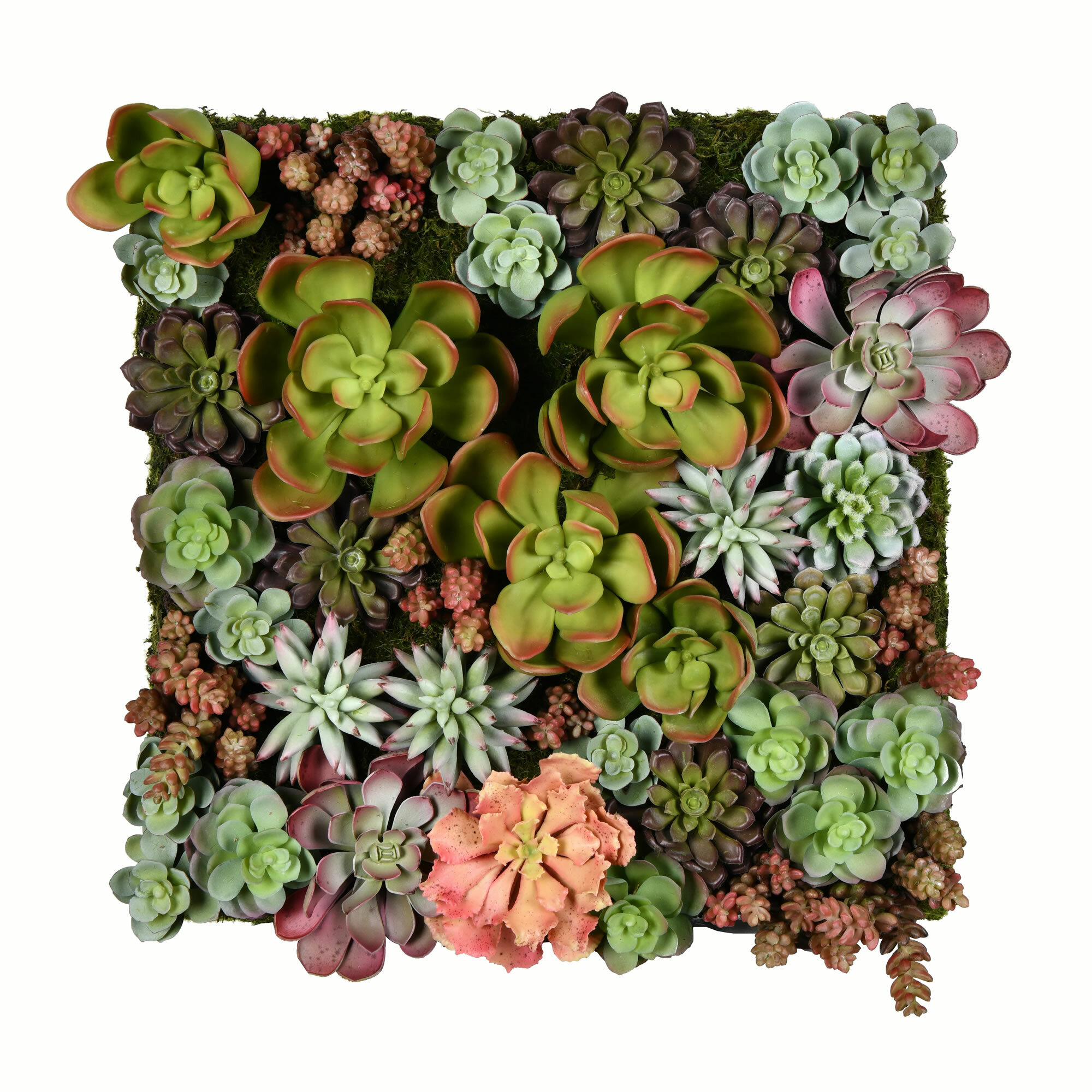 Brayden Studio® Succulent Floral Arrangement & Reviews | Wayfair