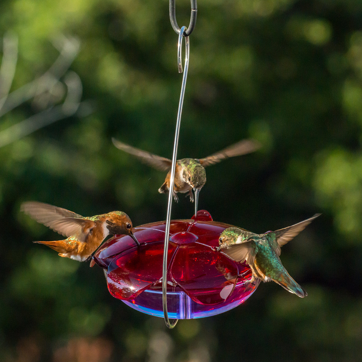 Droll Yankees Ruby Sipper Hanging Hummingbird Feeder Reviews
