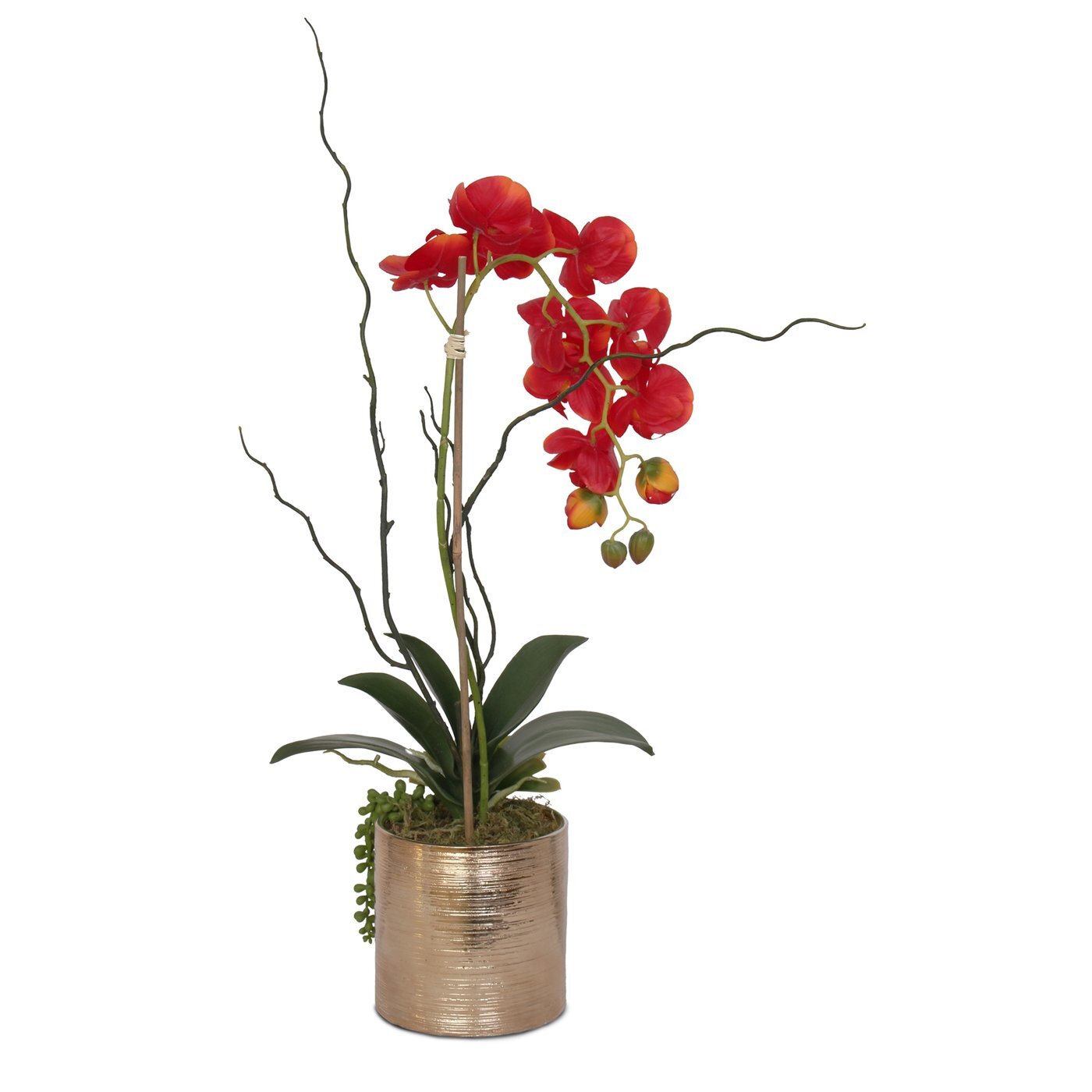 Primrue Real Touch Red Phalaenopsis Orchid, Succulent And Curly Willow ...