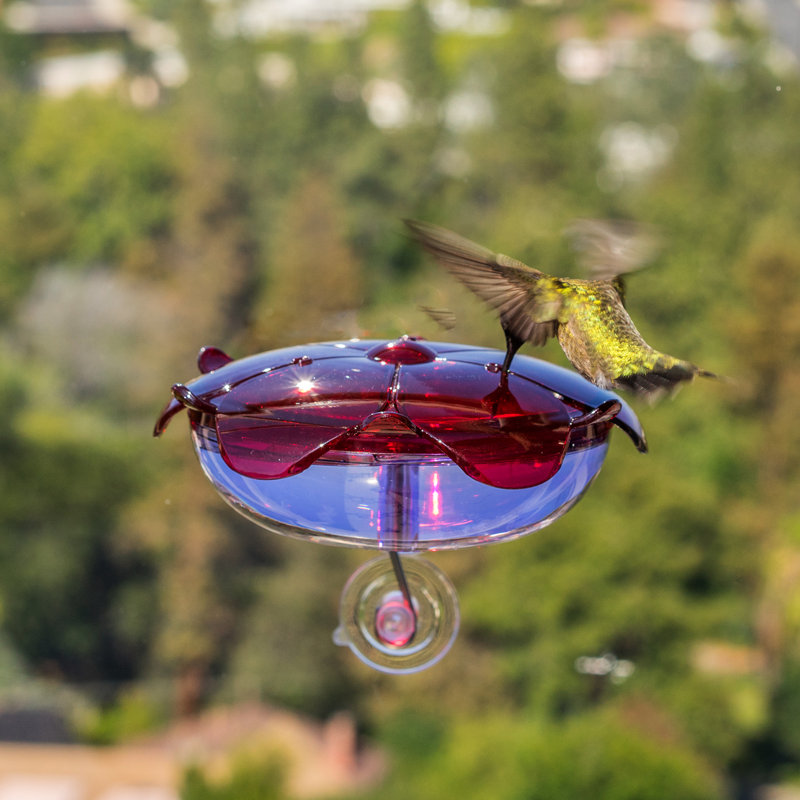 Droll Yankees Ruby Sipper Window Hummingbird Feeder Reviews