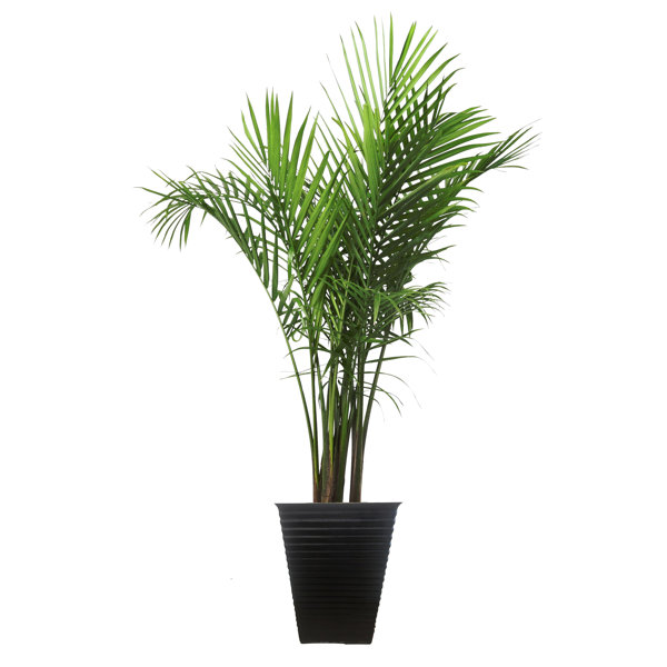 Costa Farms 40 Majesty Palm Tree Floor Plant In A Planter For Outdoor Use Reviews Wayfair