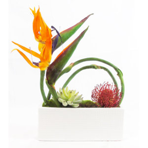 Bird of Paradise for Your Own Personal Paradise Protea/Succulent Floral Arrangement in Planter