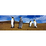 Panoramic Penguin Wall Art You Ll Love In 2021 Wayfair